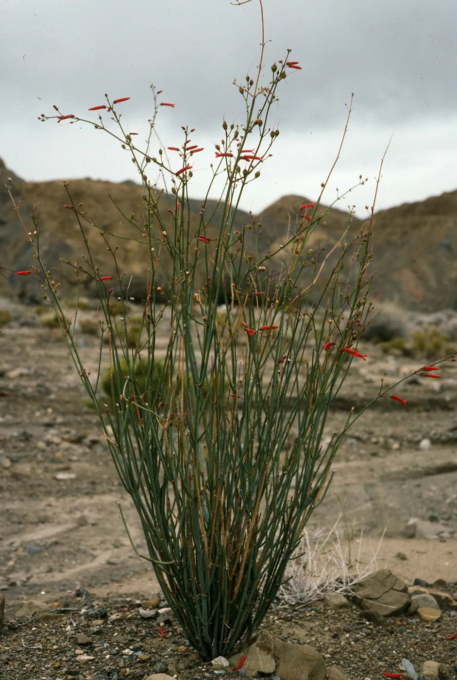 Galvezia juncea, Gran Canon, Cedros Island