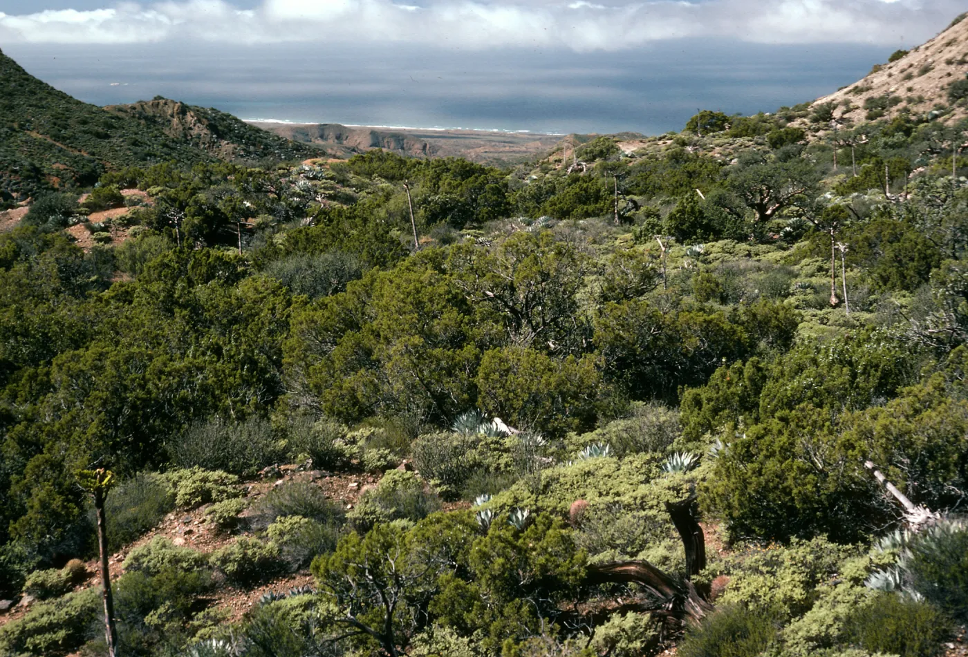 Cedros Island