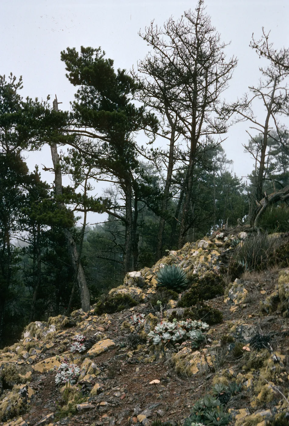 Cedros Island, Dudleya pachyphytum