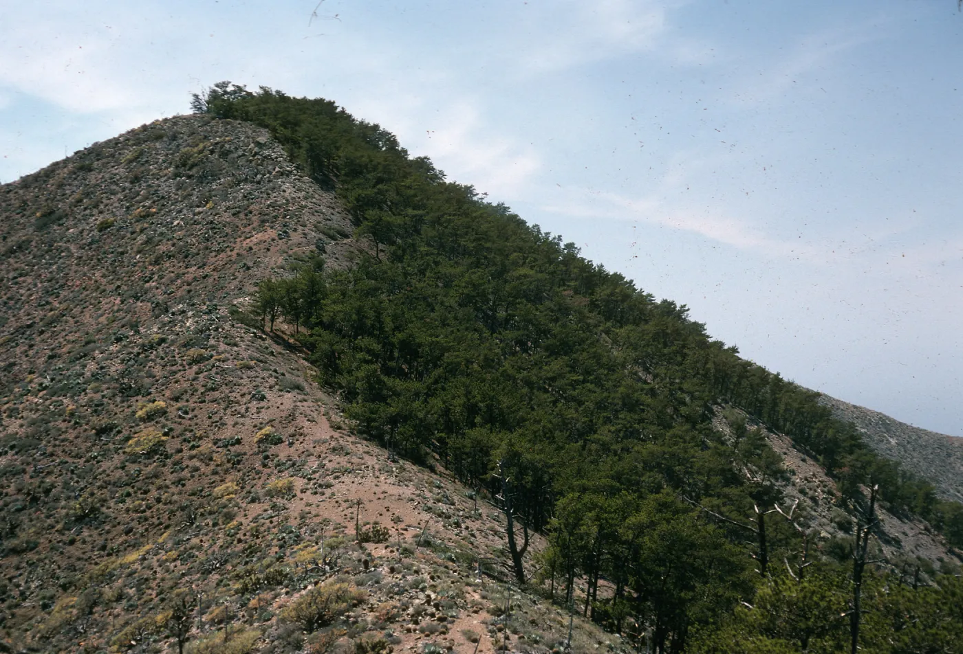 Cedros Island, pines on ridgetop, head of Canada de la Mina