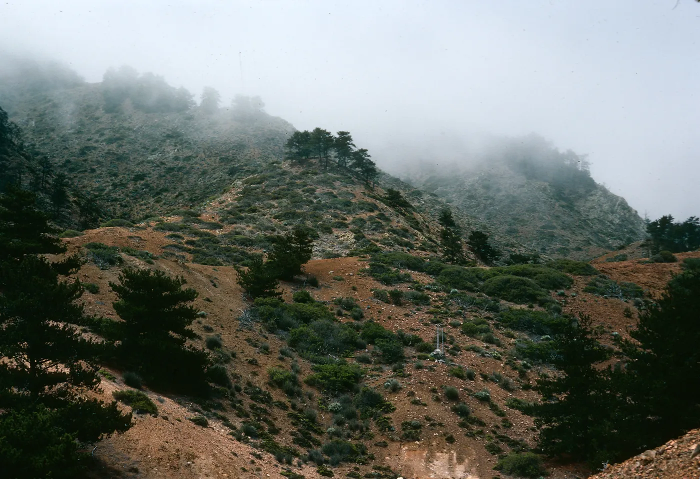 Cedros Island, pines by mine ruins, Canada de la Mina
