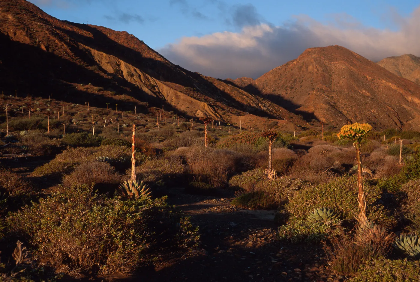 Cedros Island, dawn at Gran Canon