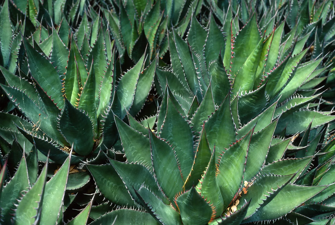 Agave shawii