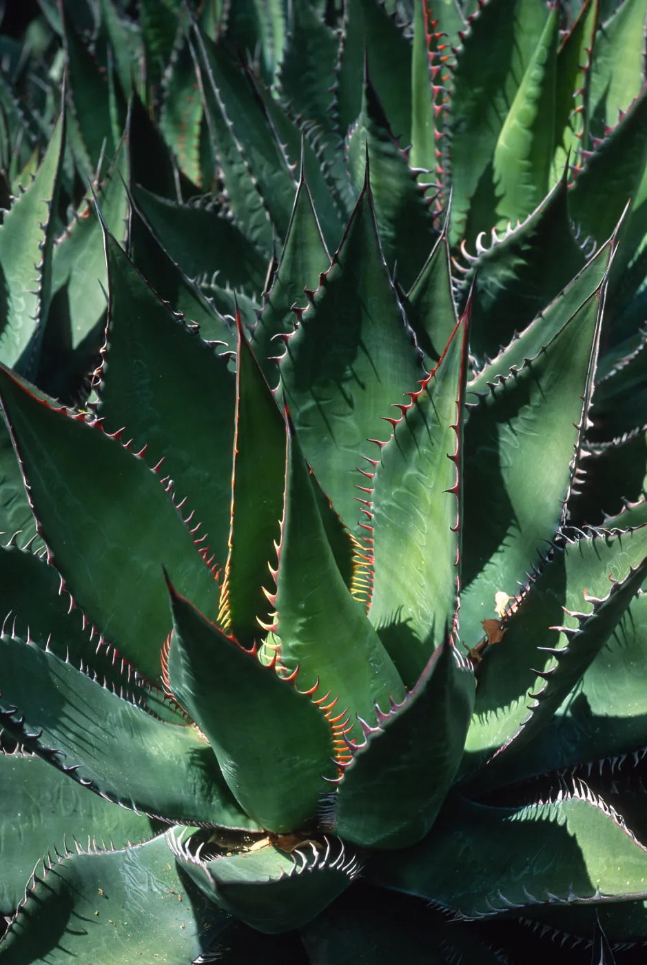 Agave shawii