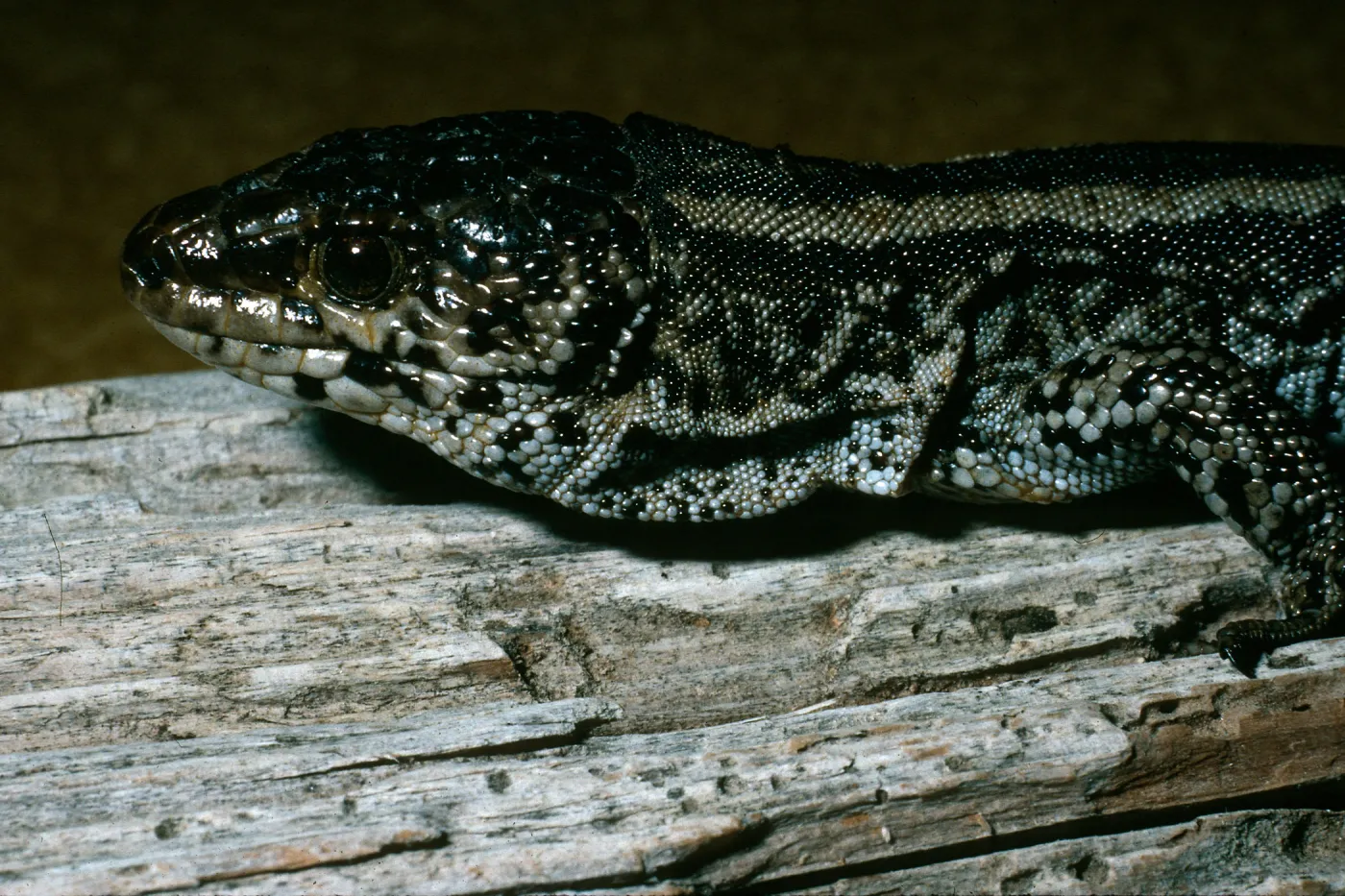 San Nicolas Island, night lizard