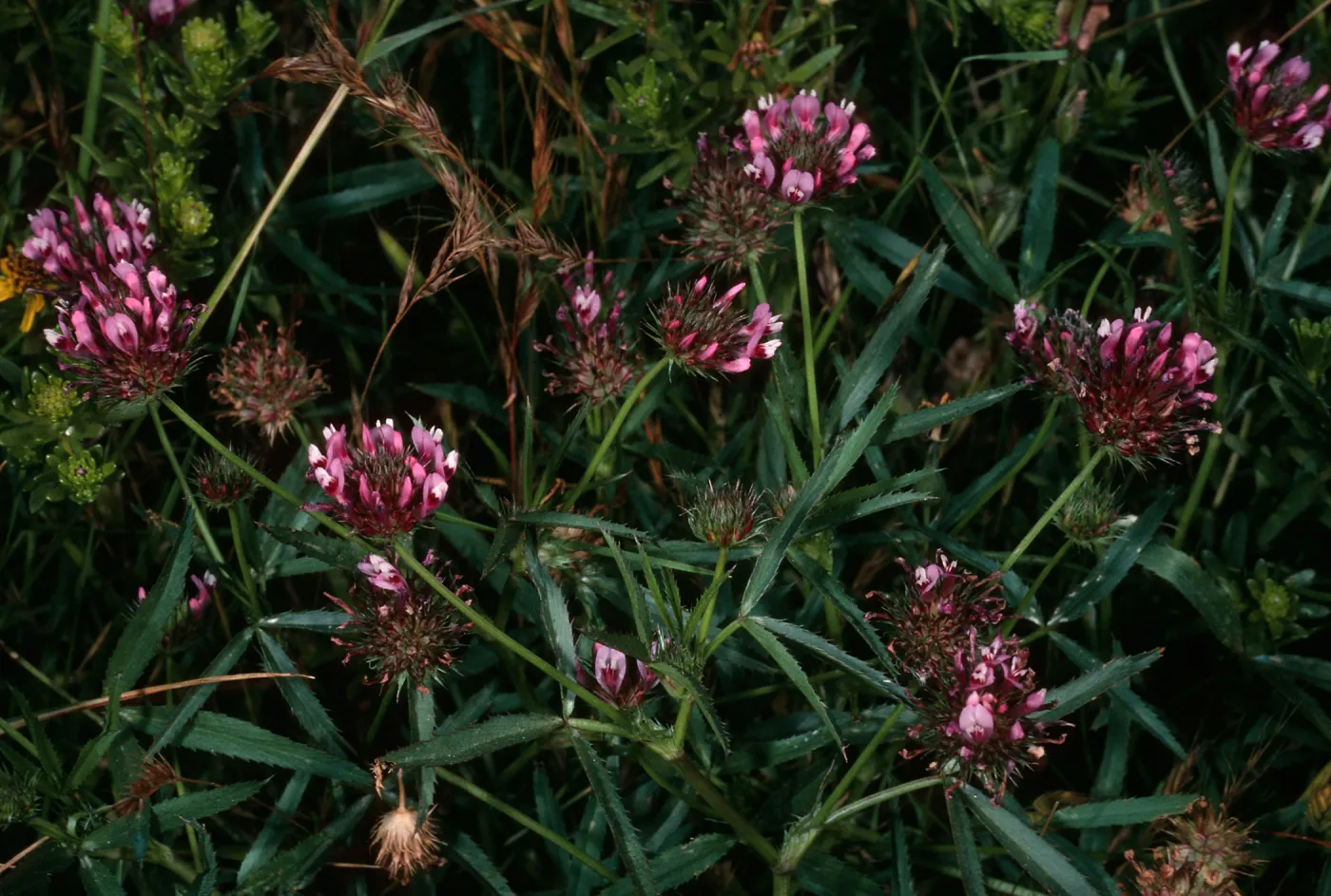 Middle Anacapa Island, Trifolium tridentatum, above sheep camp