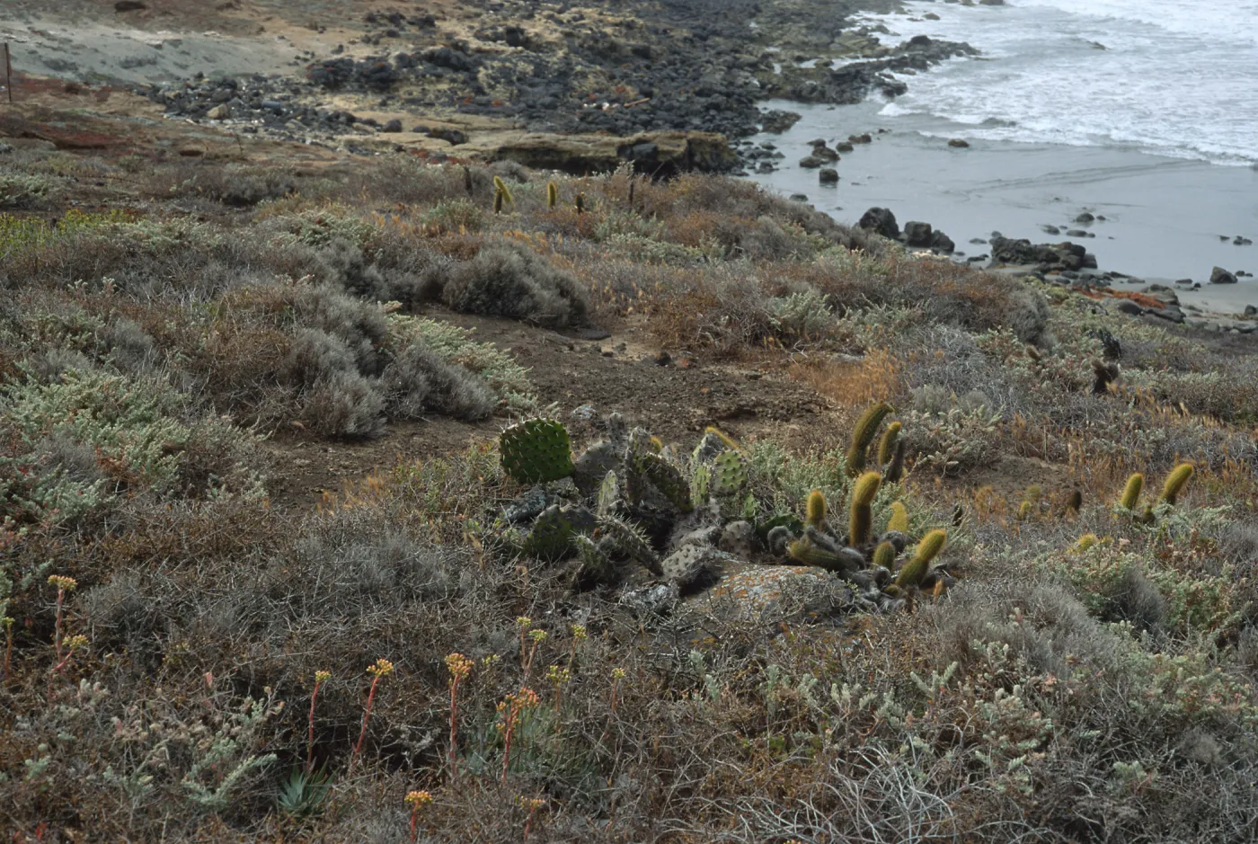Dudleya wirens habitat