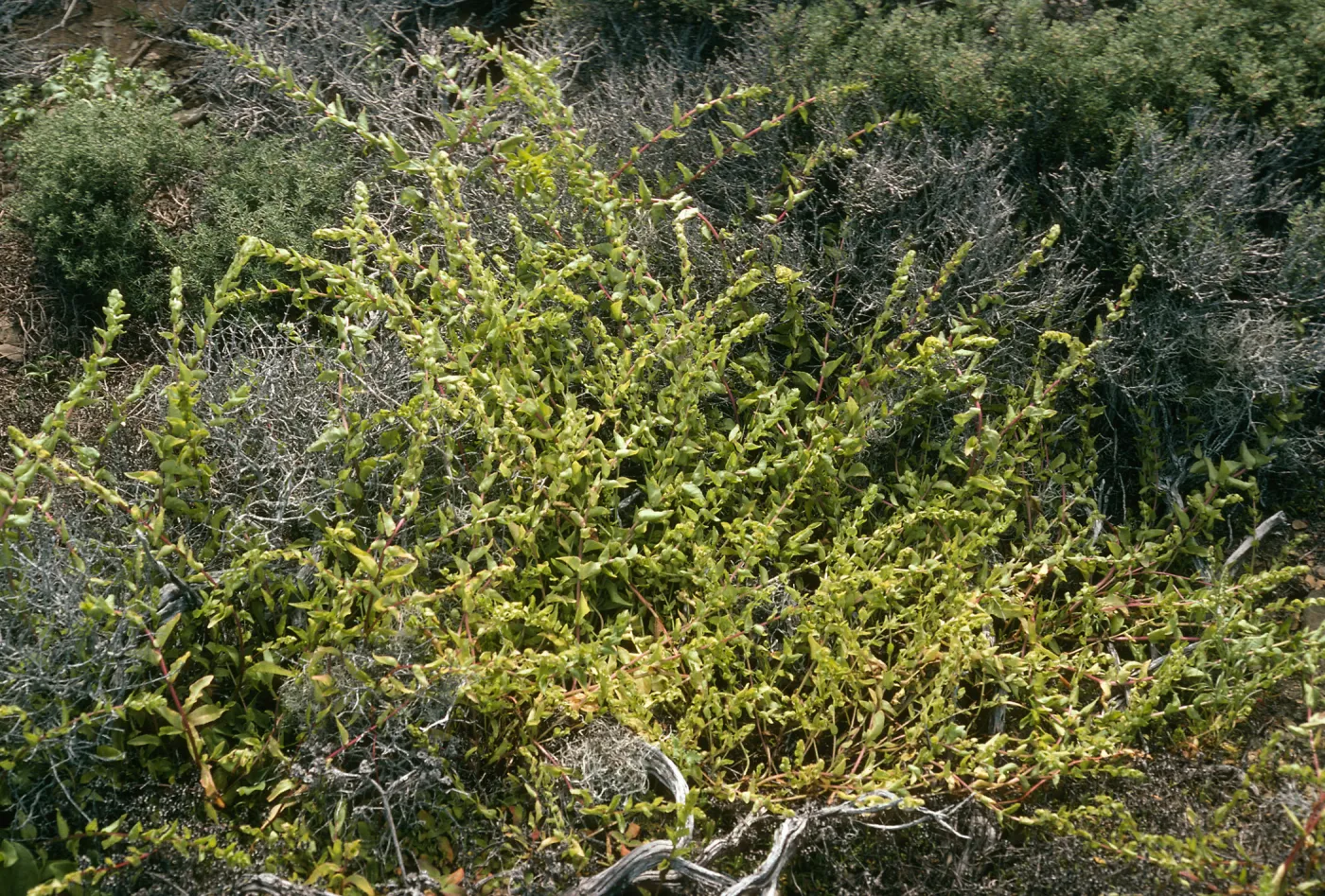 West San Benito Island, Aphanisma blitoides, North flats