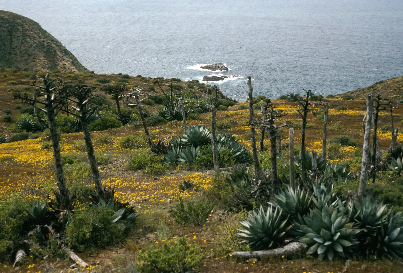 West San Benito Island, Agave (Century Plant), Hemizonia streesii (Tarweed), Southwest side