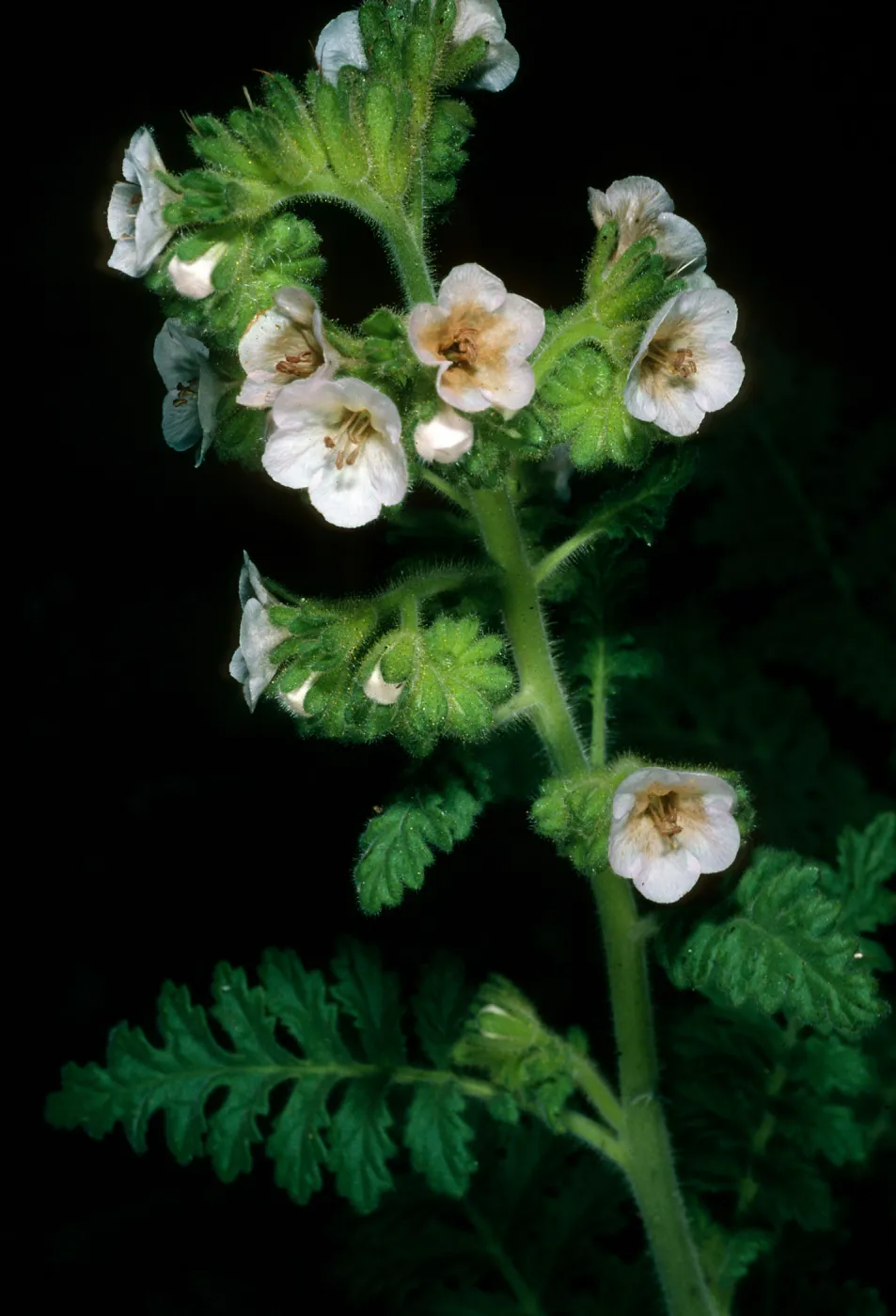 West San Benito Island, Phacelia ixodes