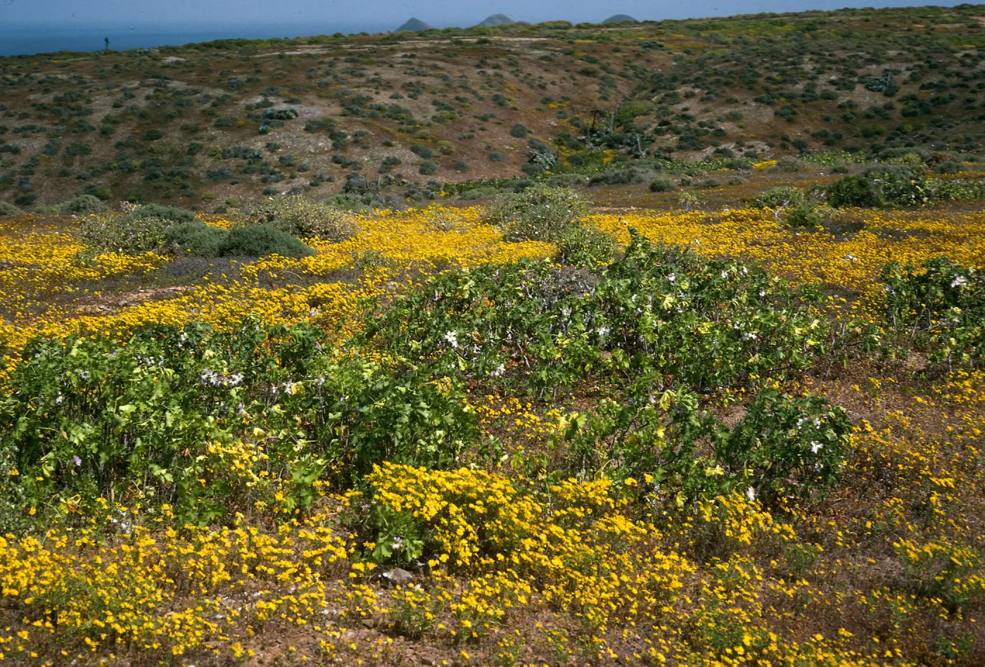 West San Benito Island, Lavatera venosa, Hemizonia streesii, highlands, East of High Point