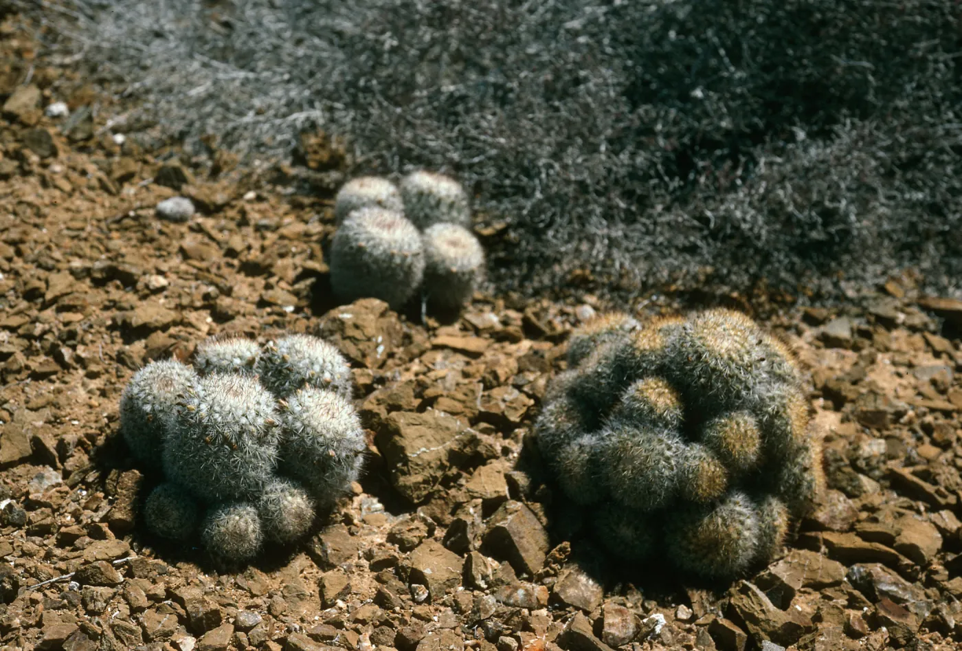 West San Benito Island, Mammillaria neopalmeri, Northwest side, near lighthouse