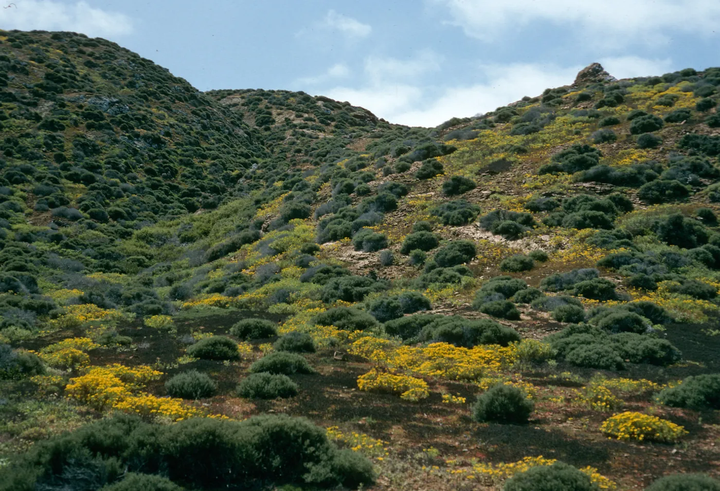 West San Benito Island, Hemizonia streesii, North of lighthouse,, Northwest side of island
