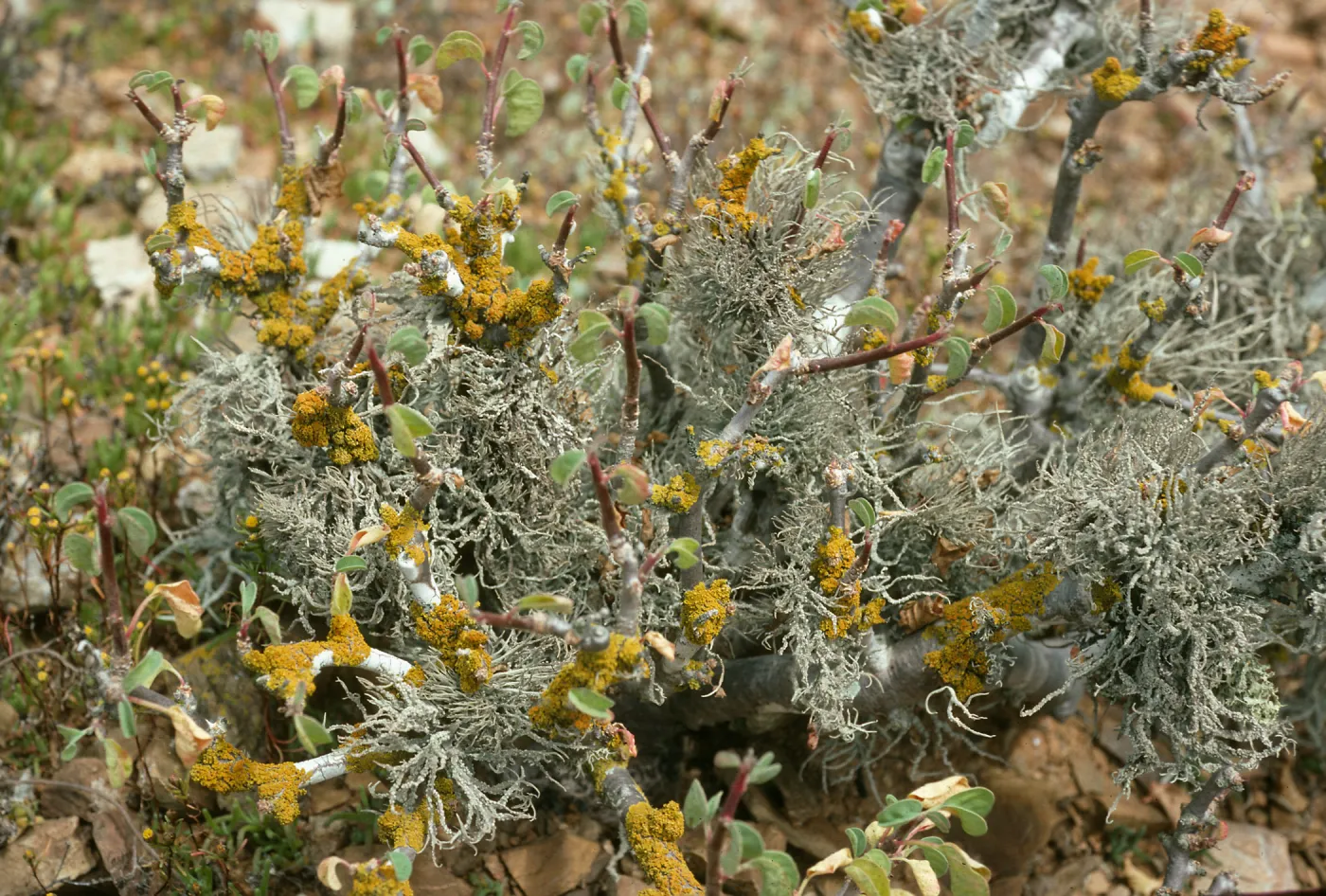 West San Benito Island, lichens on Euphorbia, trail, East of lighthouse