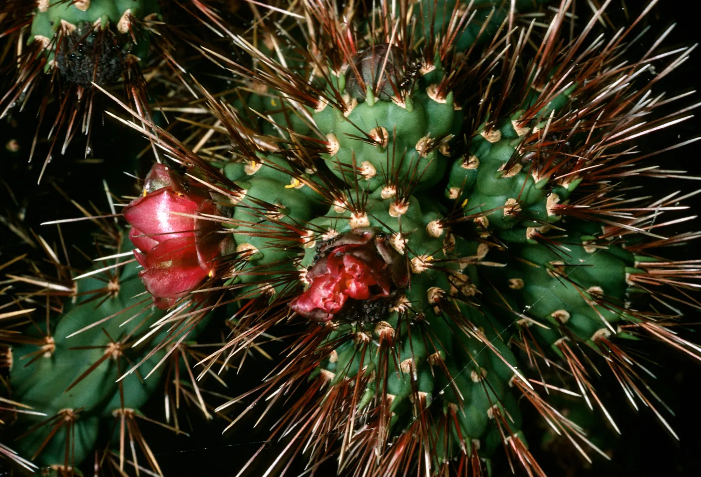 San Martin Island, Opuntia, South end of island (Prickly-pear)