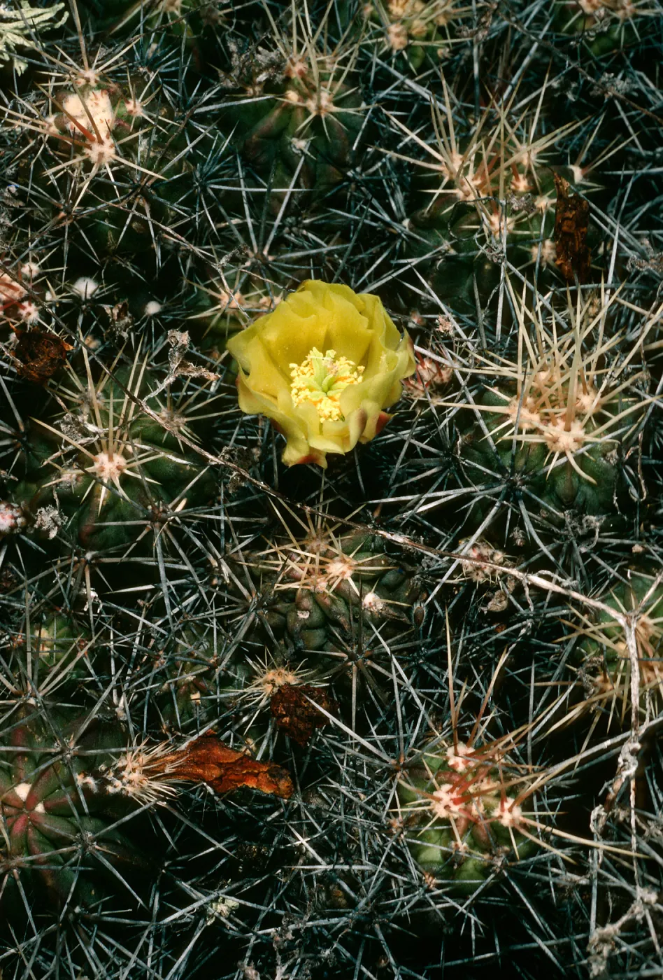 San Martin Island, Echinocereus maritimus, South end of island