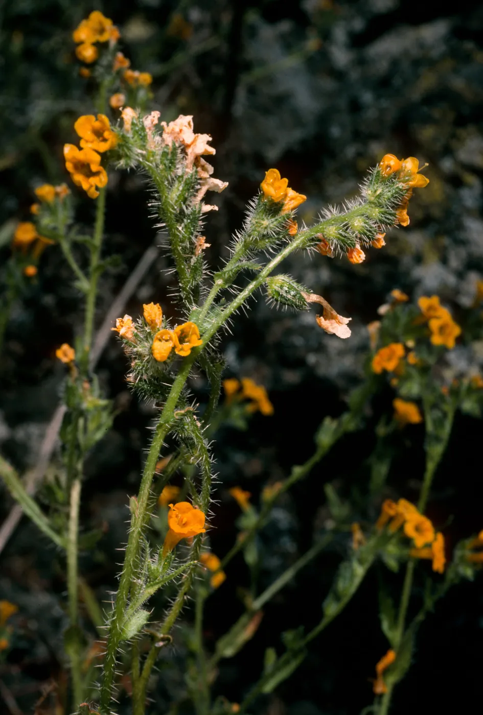 San Martin Island, Amsinckia inepta