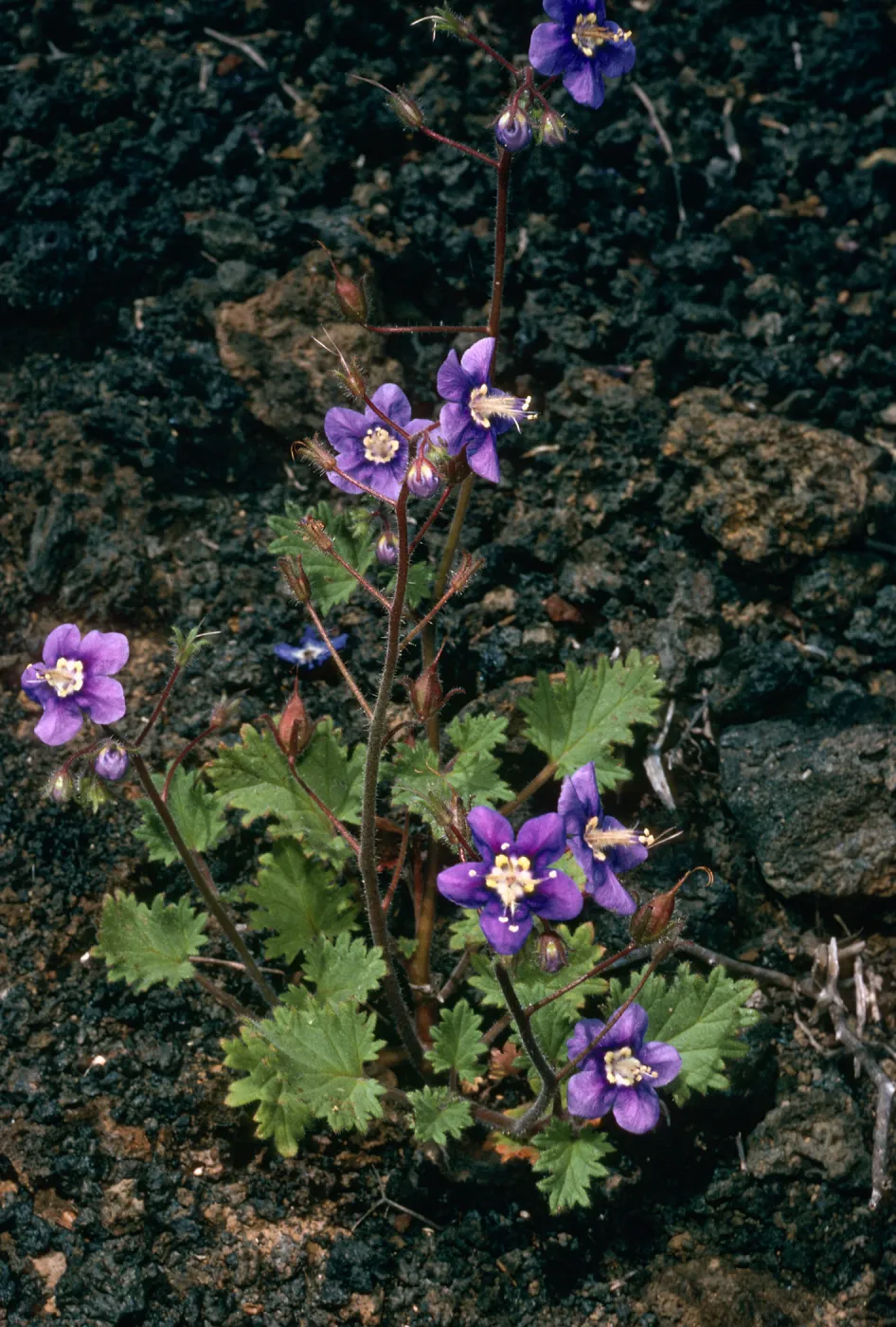 San Martin Island, Phacelia parryi