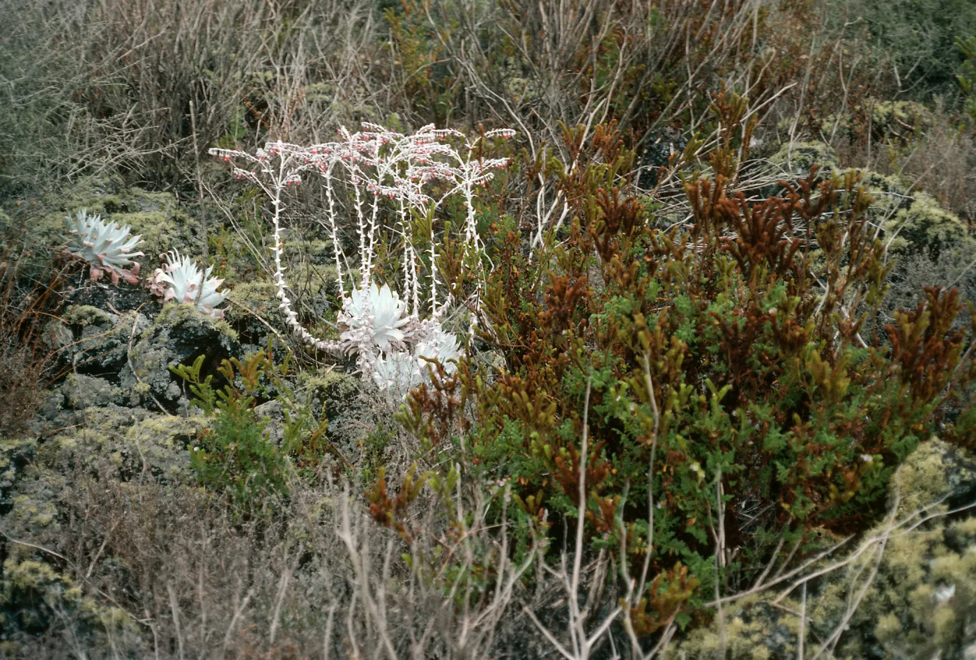 San Martin Island, Dudleya anthonyi