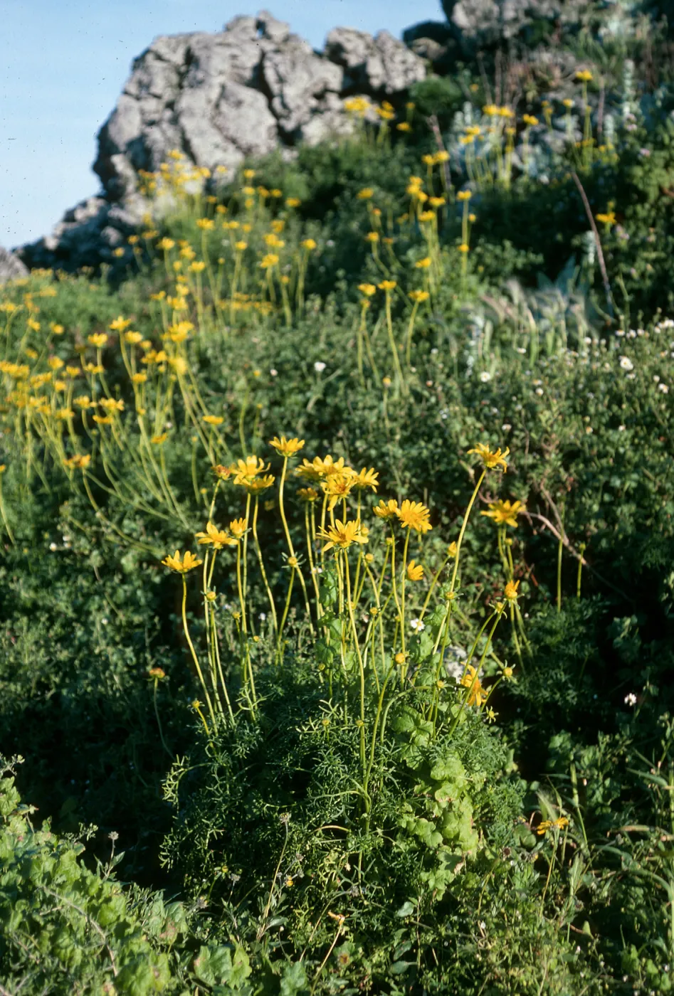 San Martin Island, Coreopsis maritima