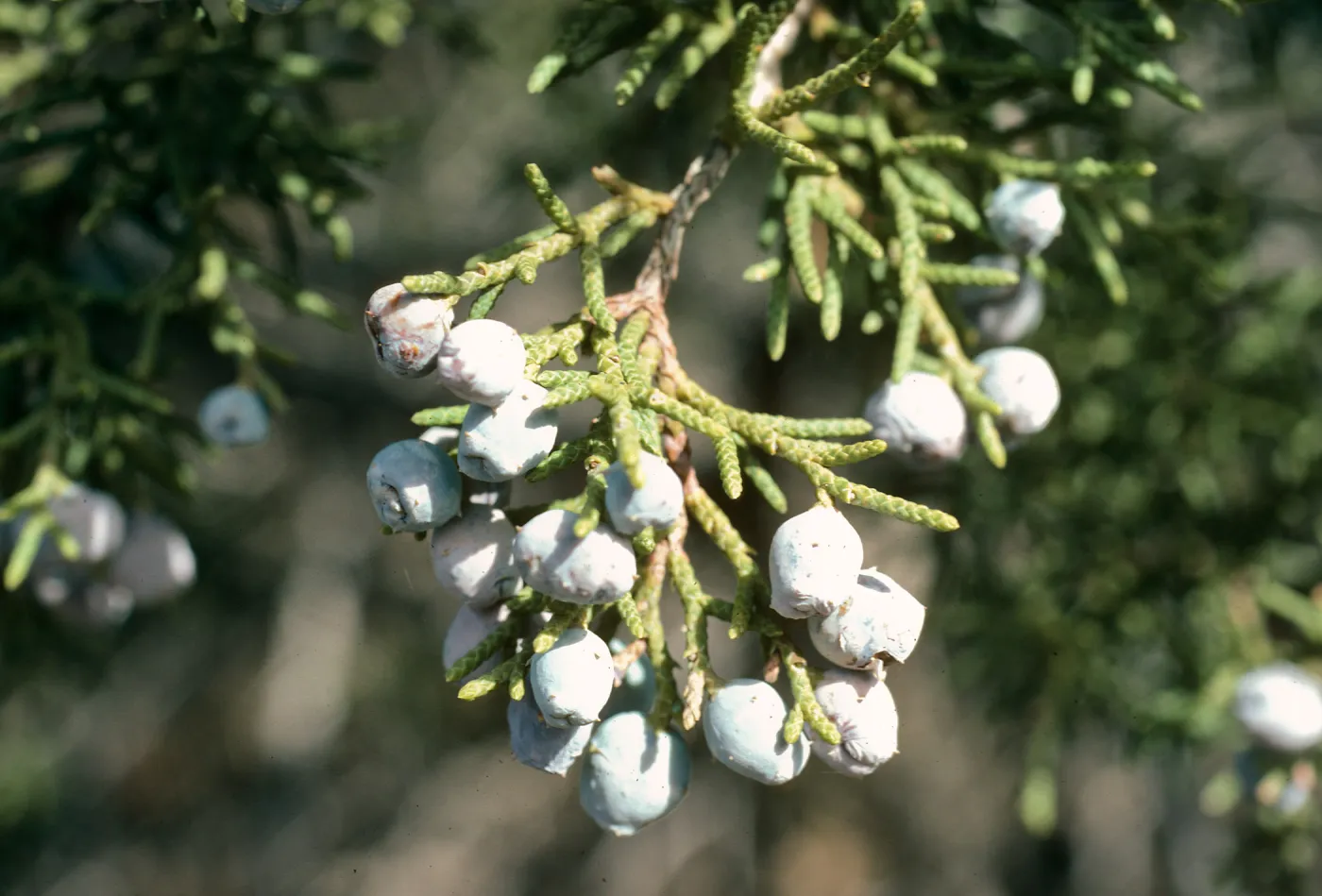 Juniperus californica, Rose Valley, Ventura County