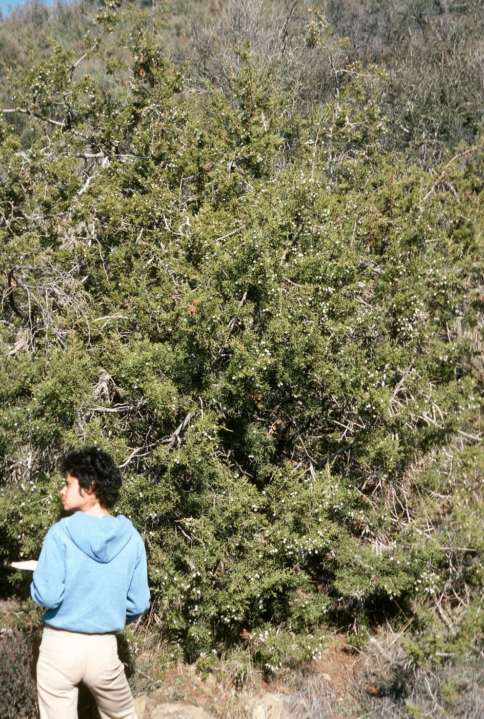 Juniperus californica, Rose Valley, Ventura County