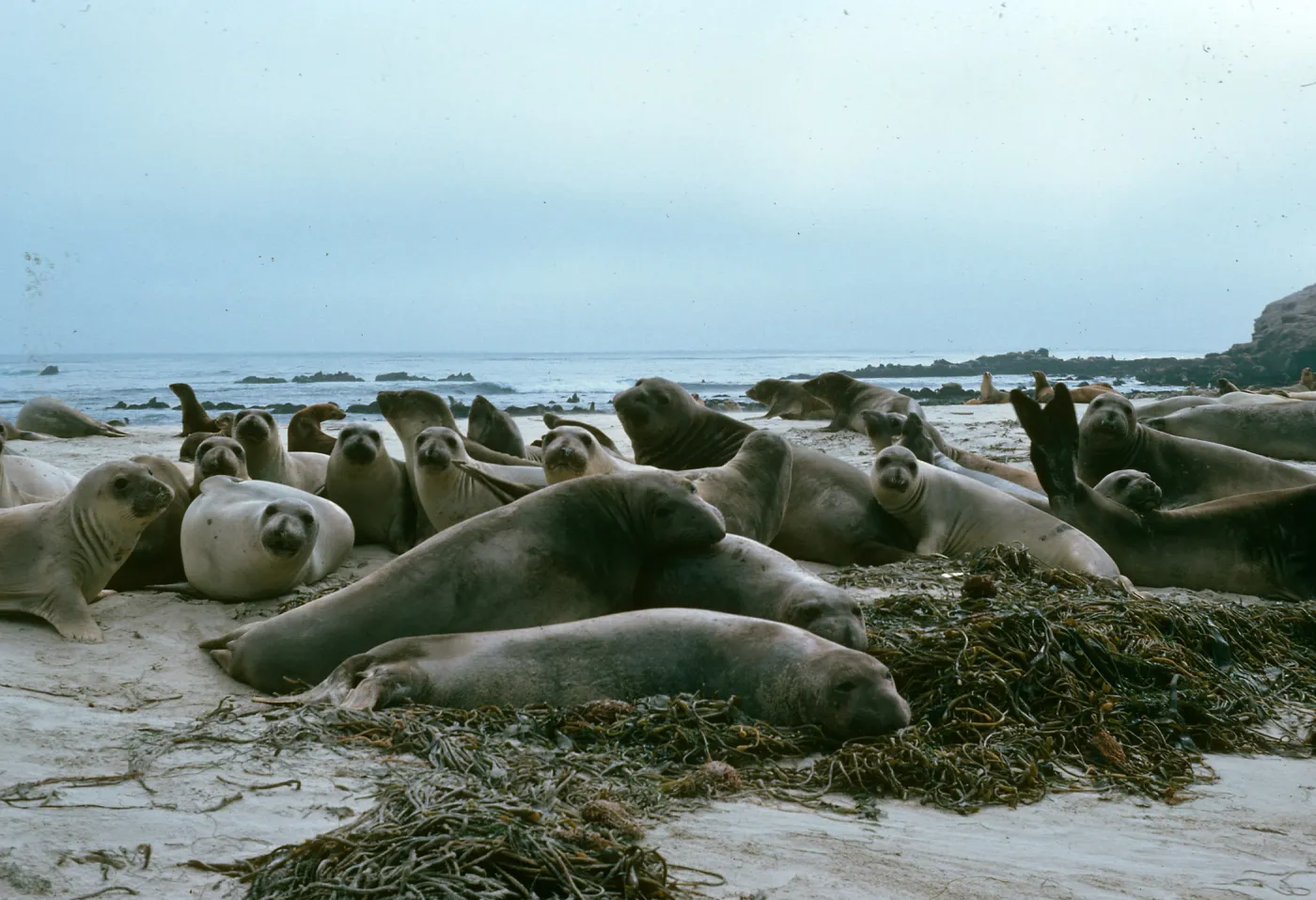 Elephant seals, Point Bennett, San Miguel Island