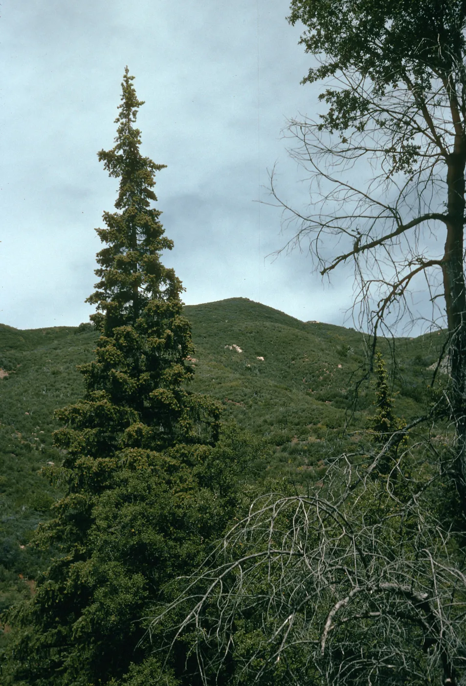 Abies bracteata, Lions Den, Villa Creek