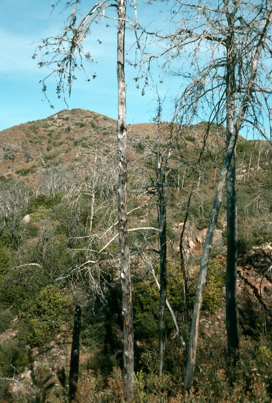 burned Cupressus sargentii, Lions Den, North of Peak #3205