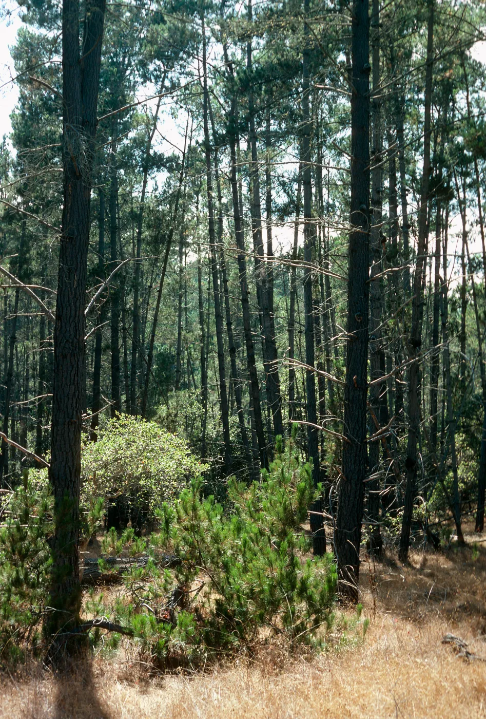 Pinus radiata, Bridge Road, Cambria