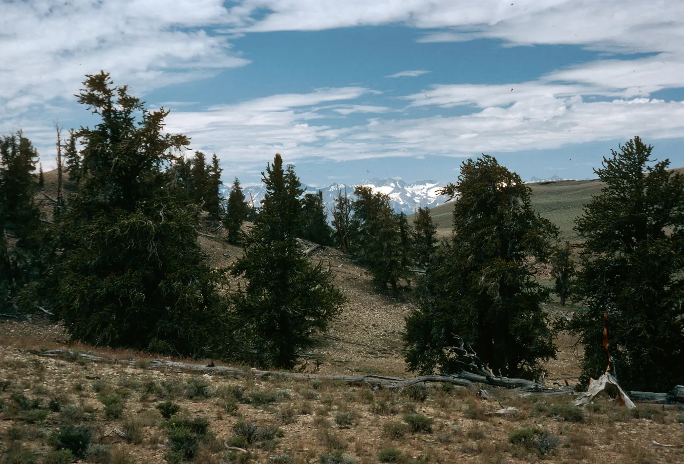 White Mountains, Pinus longaeva, Schulman Grove