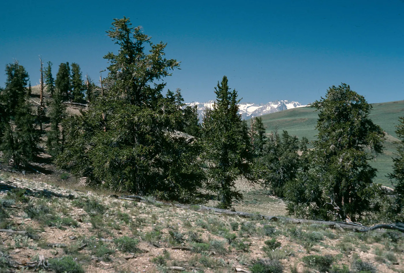 White Mountains, Pinus longaeva, Schulman Grove
