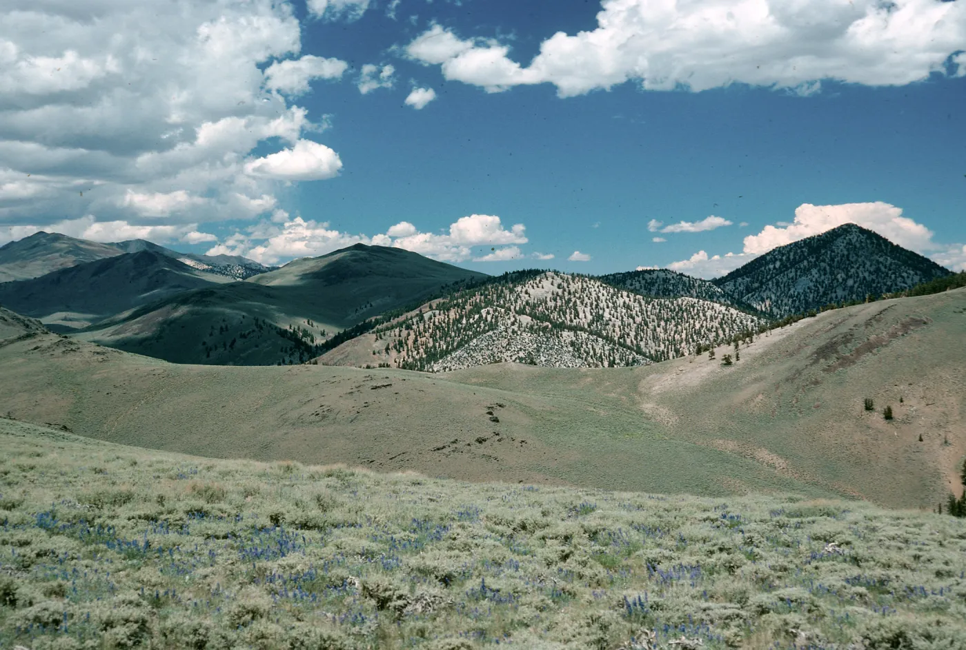 White Mountains, North of Schulman Grove, Bristlecones, Lupinus (Lupine),