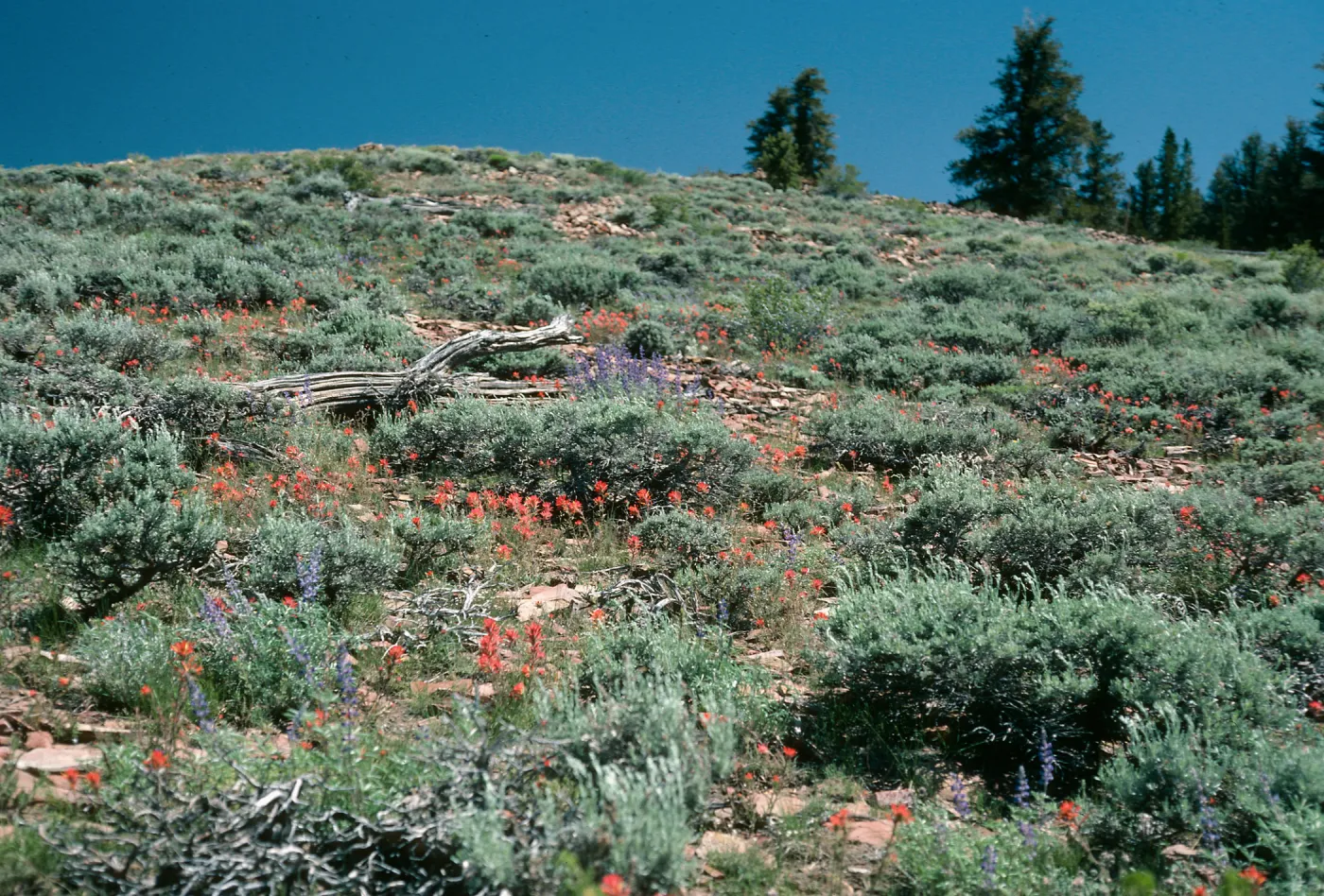 White Mountains, sagebrush, Schulman Grove