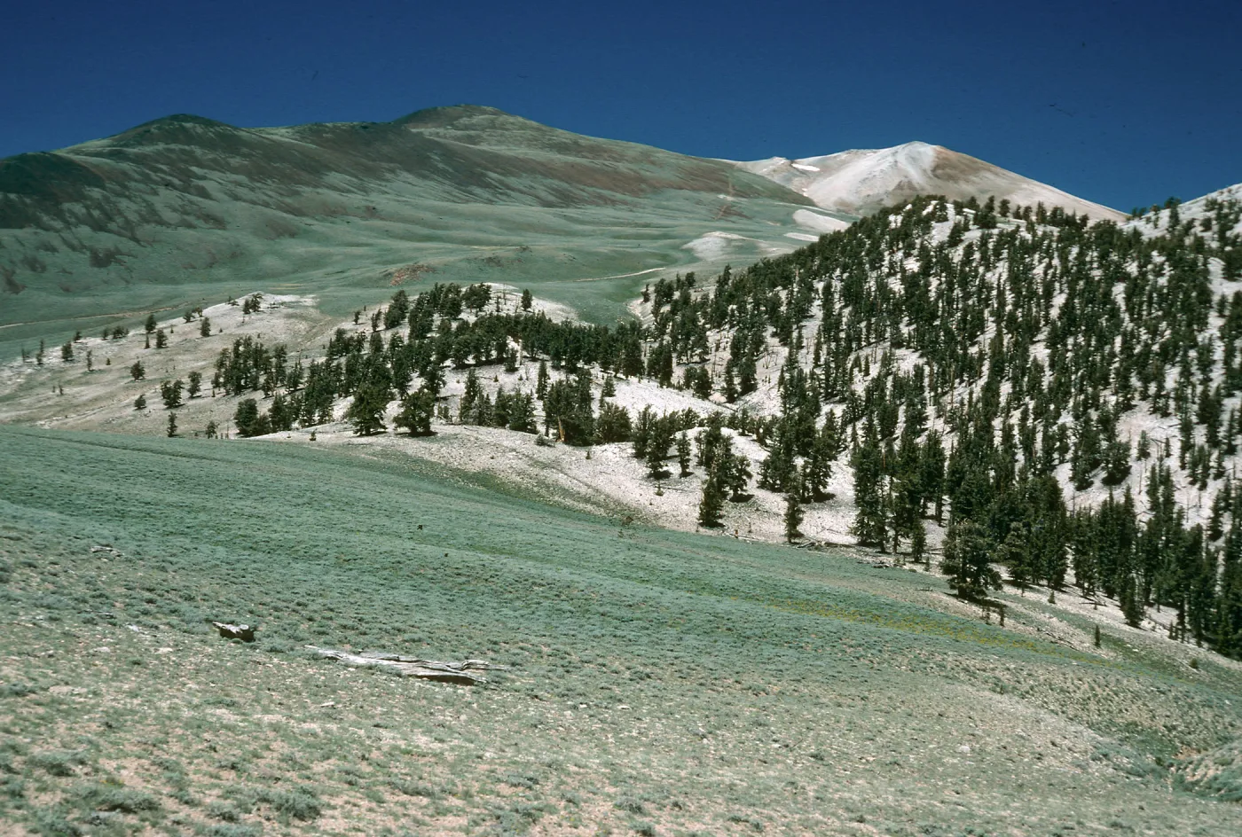 Sagebrush/Bristle Cone contact, White Mountains