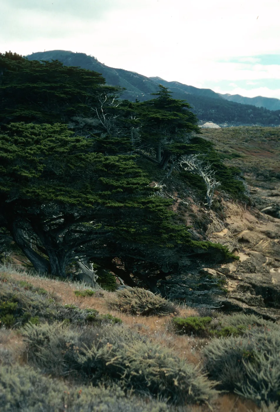 Cupressus macrocarpa, Point Lobos