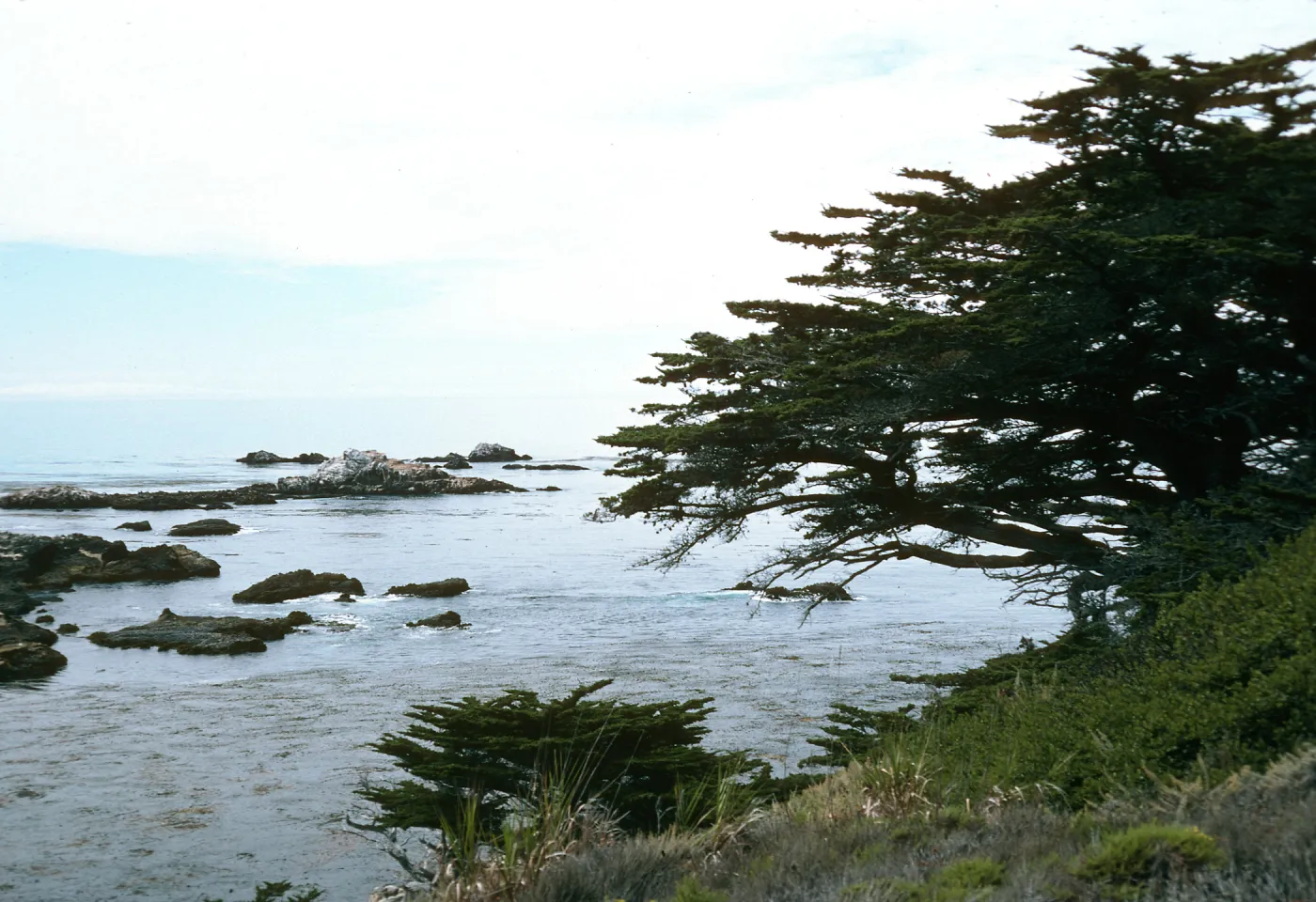 Cupressus macrocarpa, Point Lobos