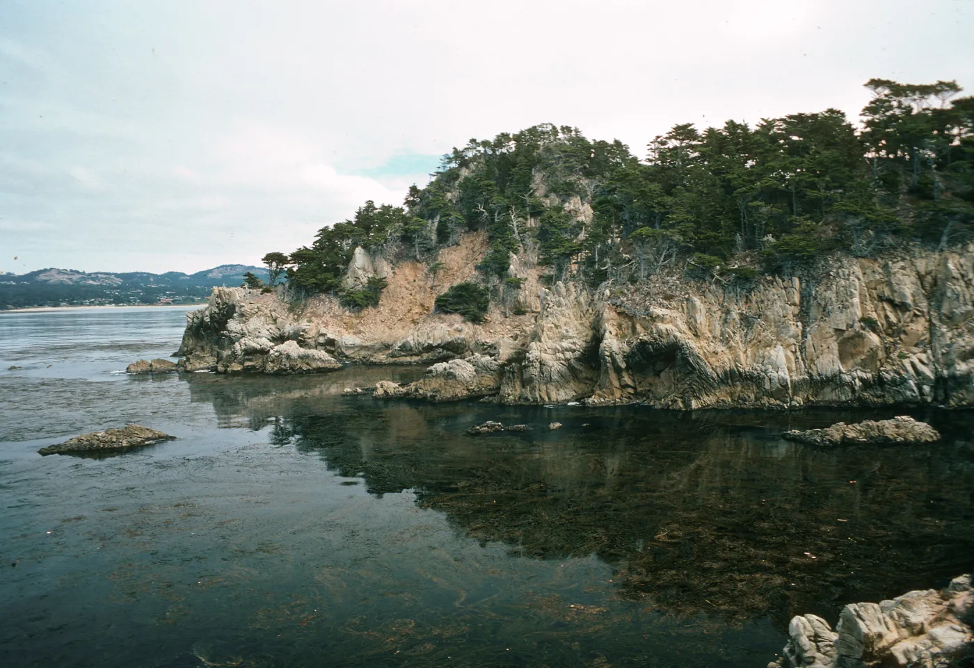 Cupressus macrocarpa, Point Lobos