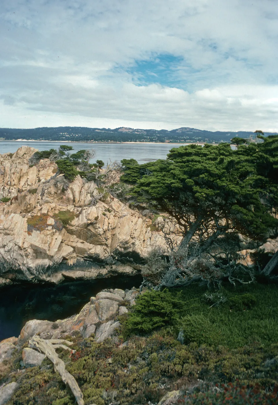 Cupressus macrocarpa, Point Lobos