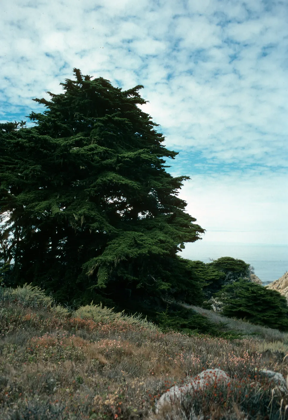 Cupressus macrocarpa, Point Lobos