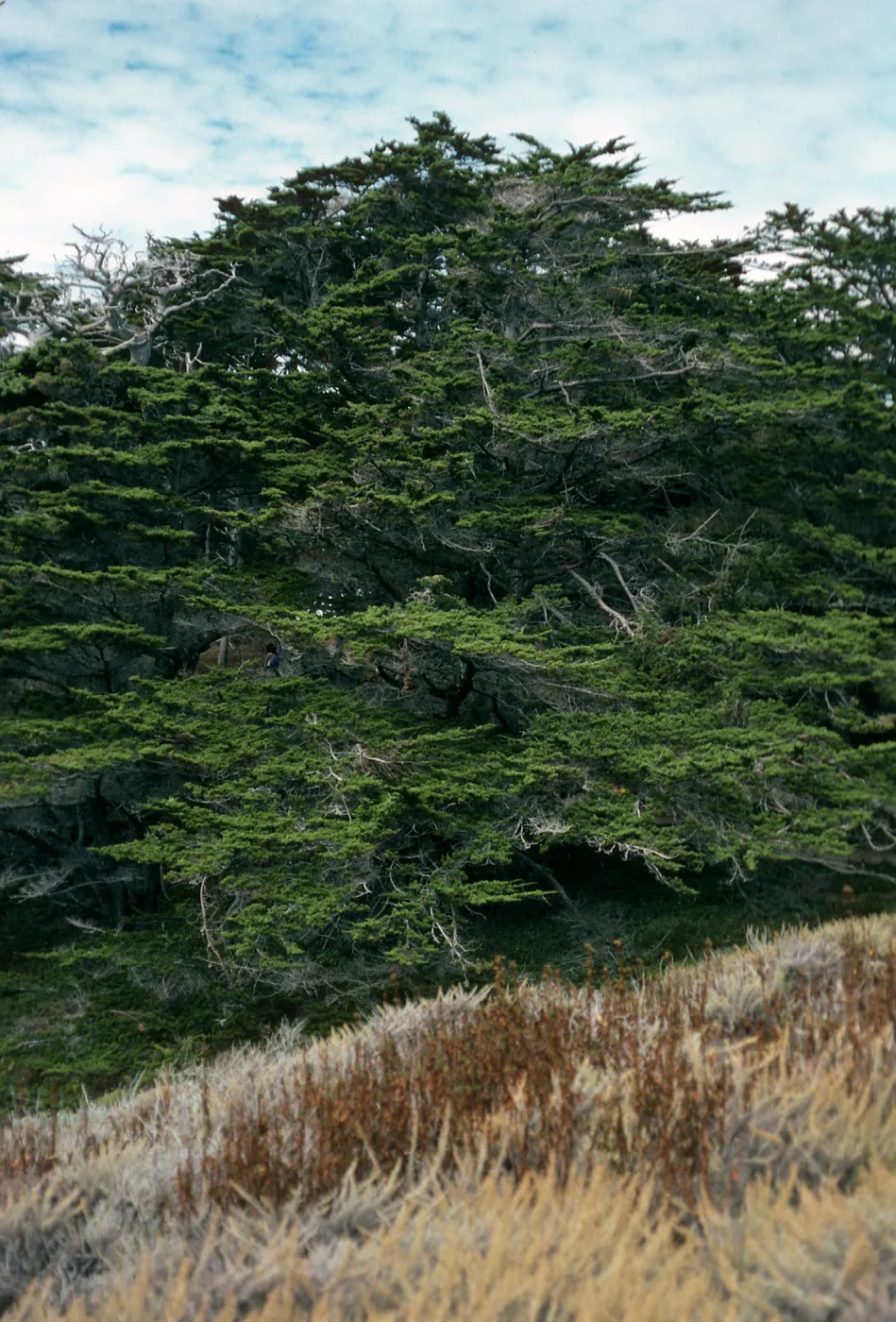 Cupressus macrocarpa, Point Lobos