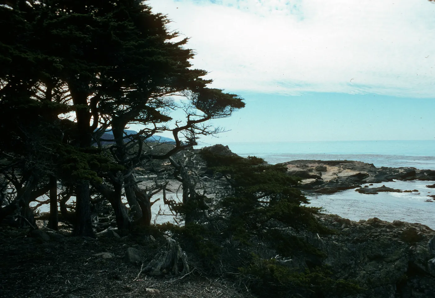 Guadalupe Island, Cupressus macrocarpa, Point Lobos