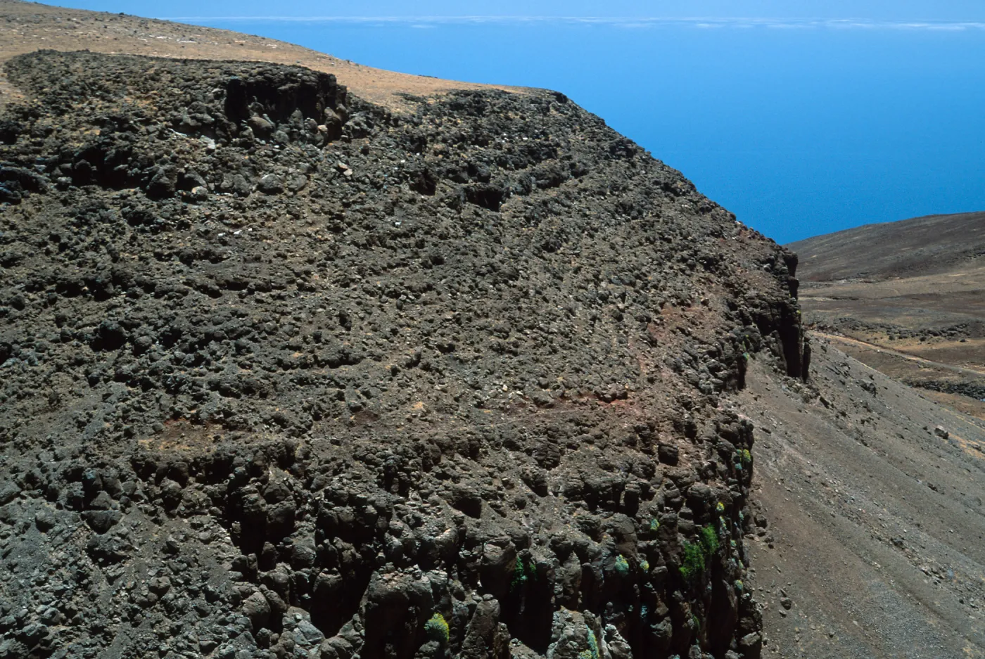 Guadalupe Island, cliffs below road, lower circus, Perityle incana, Calystegia