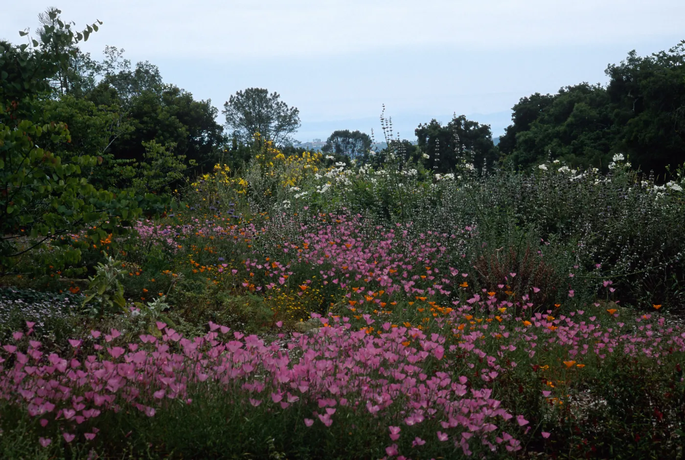 Upper end of meadow, SBBG