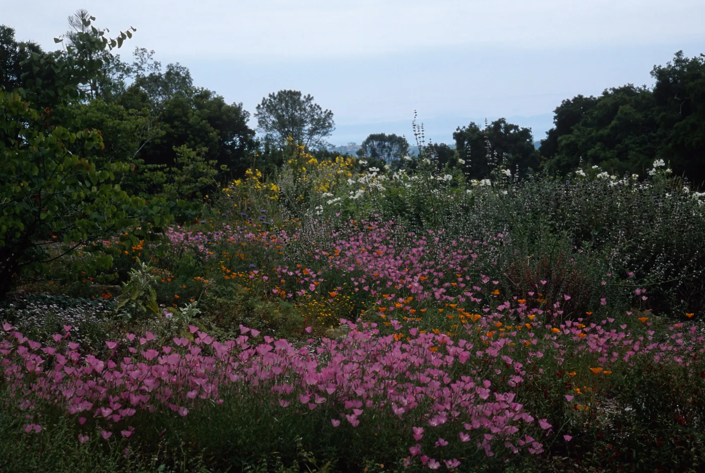 Upper end of meadow, SBBG