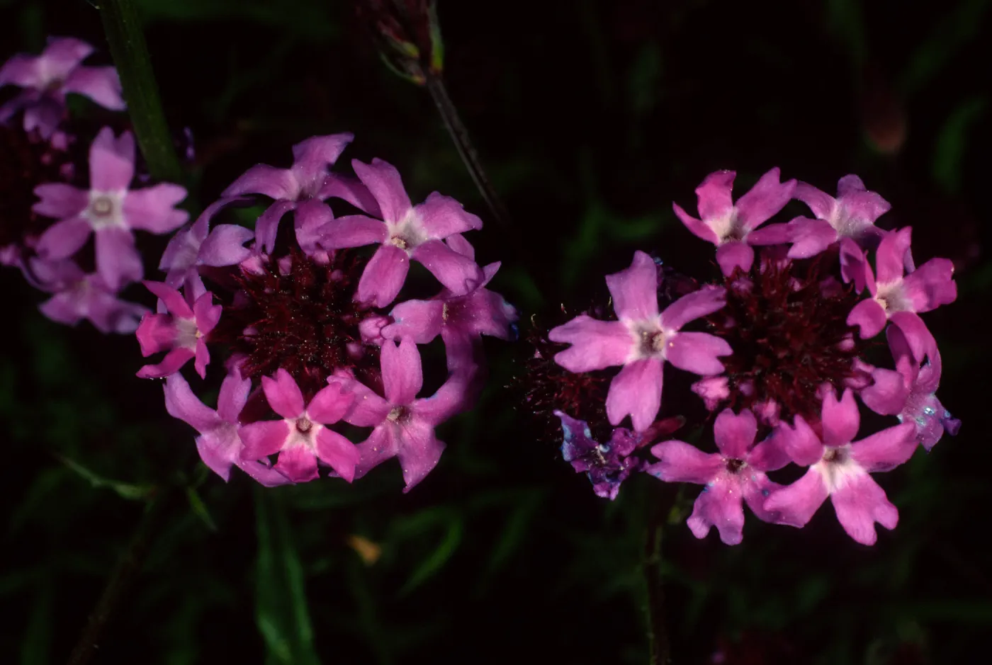 Verbena lilacina, SBBG