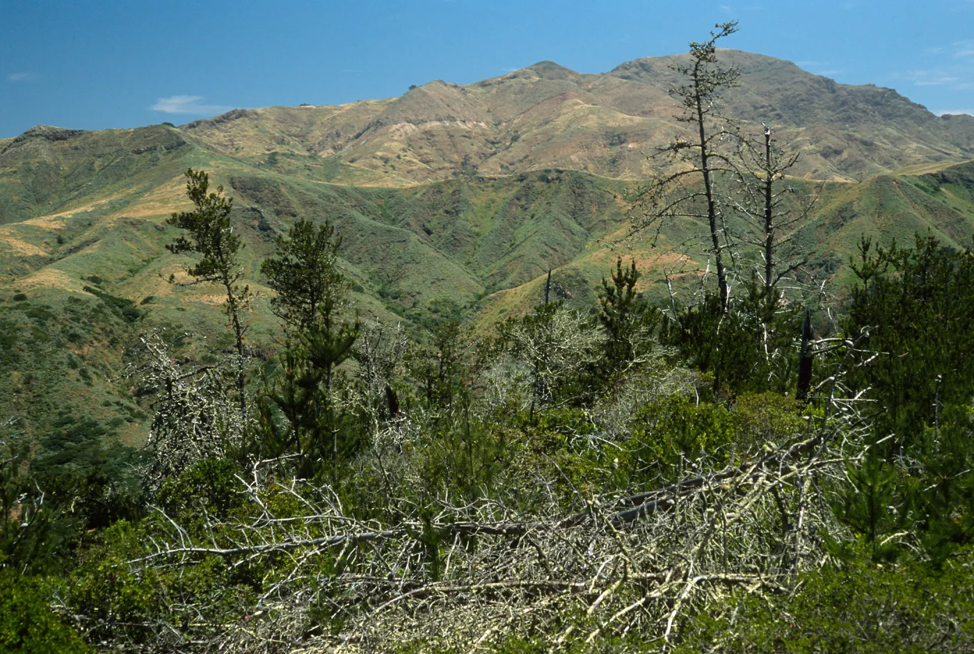 Santa Cruz Island, Christy Pines