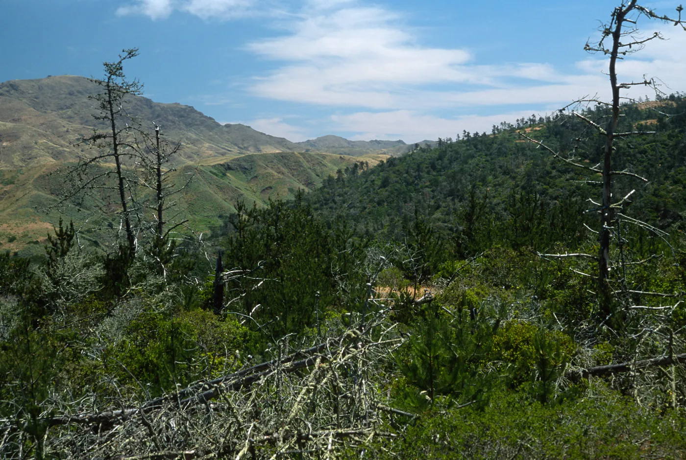 Santa Cruz Island, Christy Pines