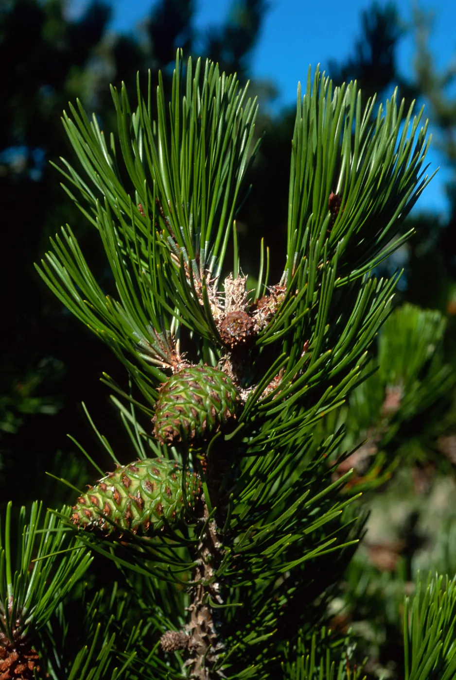 Santa Cruz Island, Pinus remorata, Christy Pines