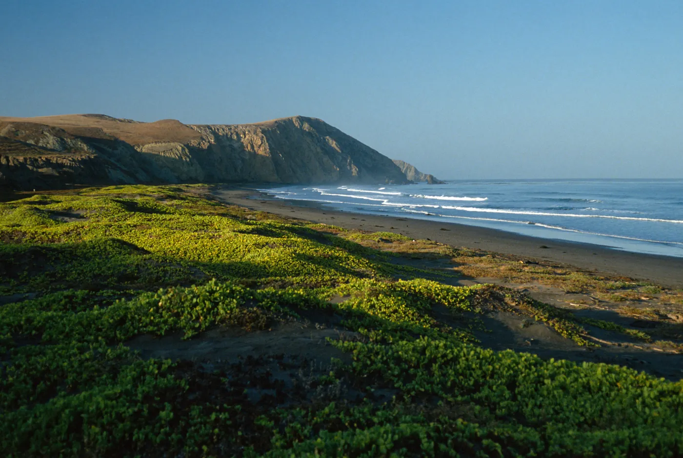 Abronia maritima, Christy Beach